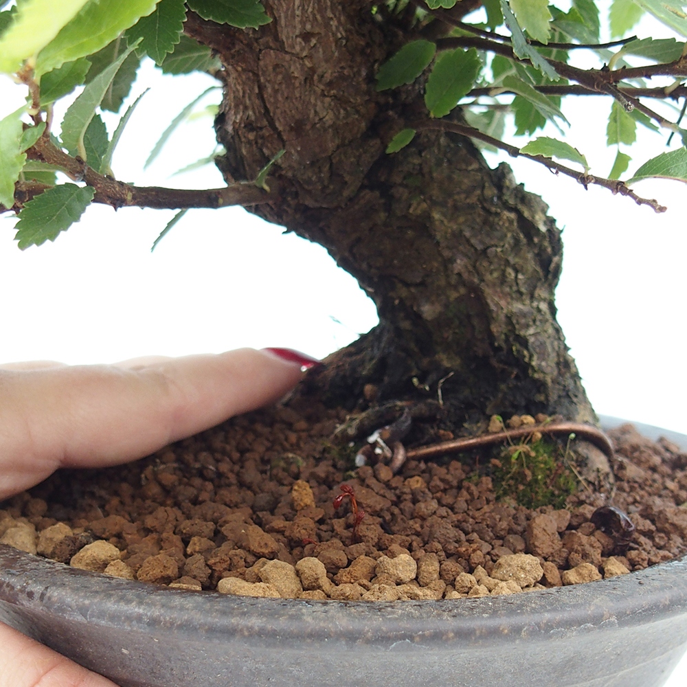 Vonkajšie bonsaje - Zelkova - Zelkova NIRE