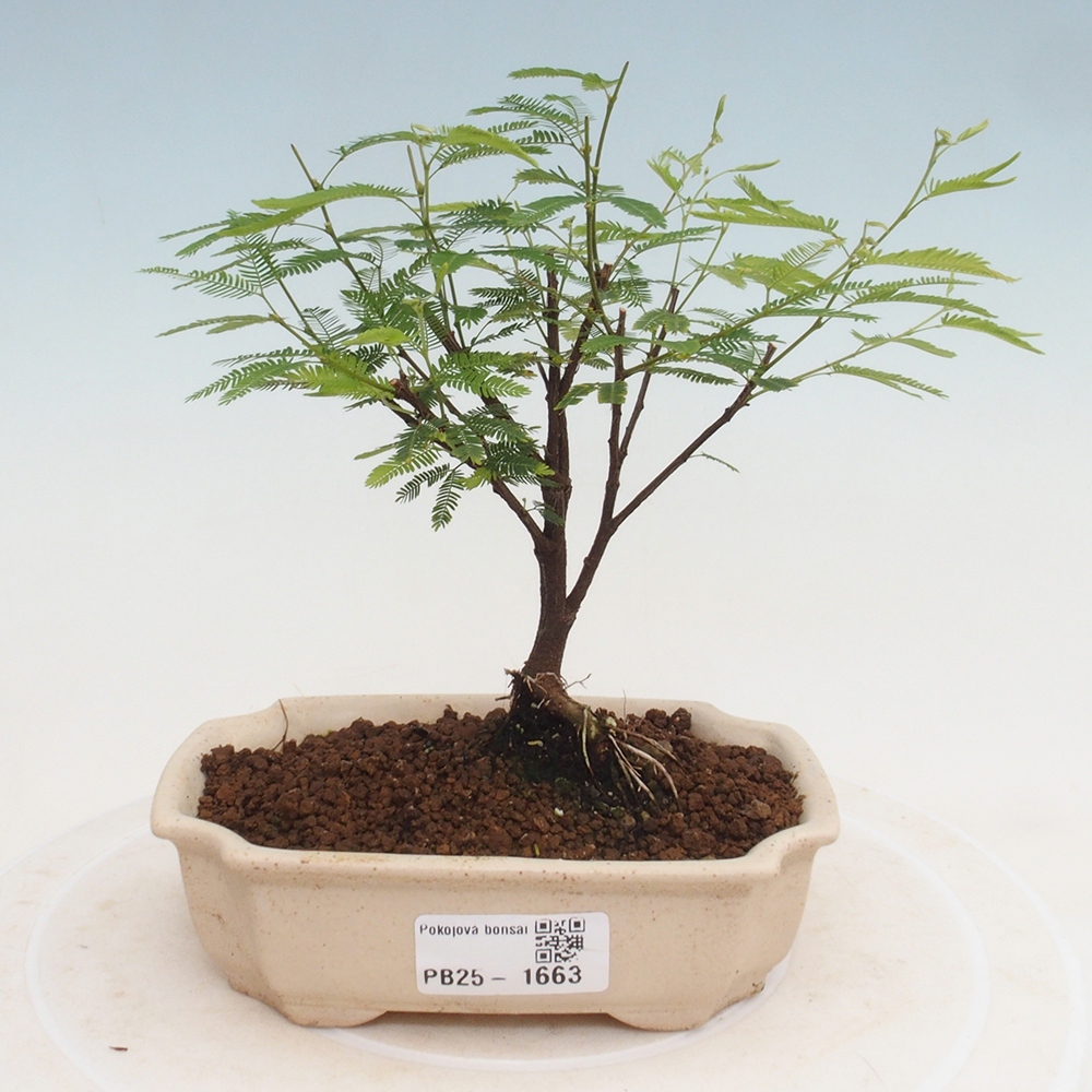 Izbová bonsai-Calliandra surinamensis Dixie Pink-Kaliandra Suriámska
