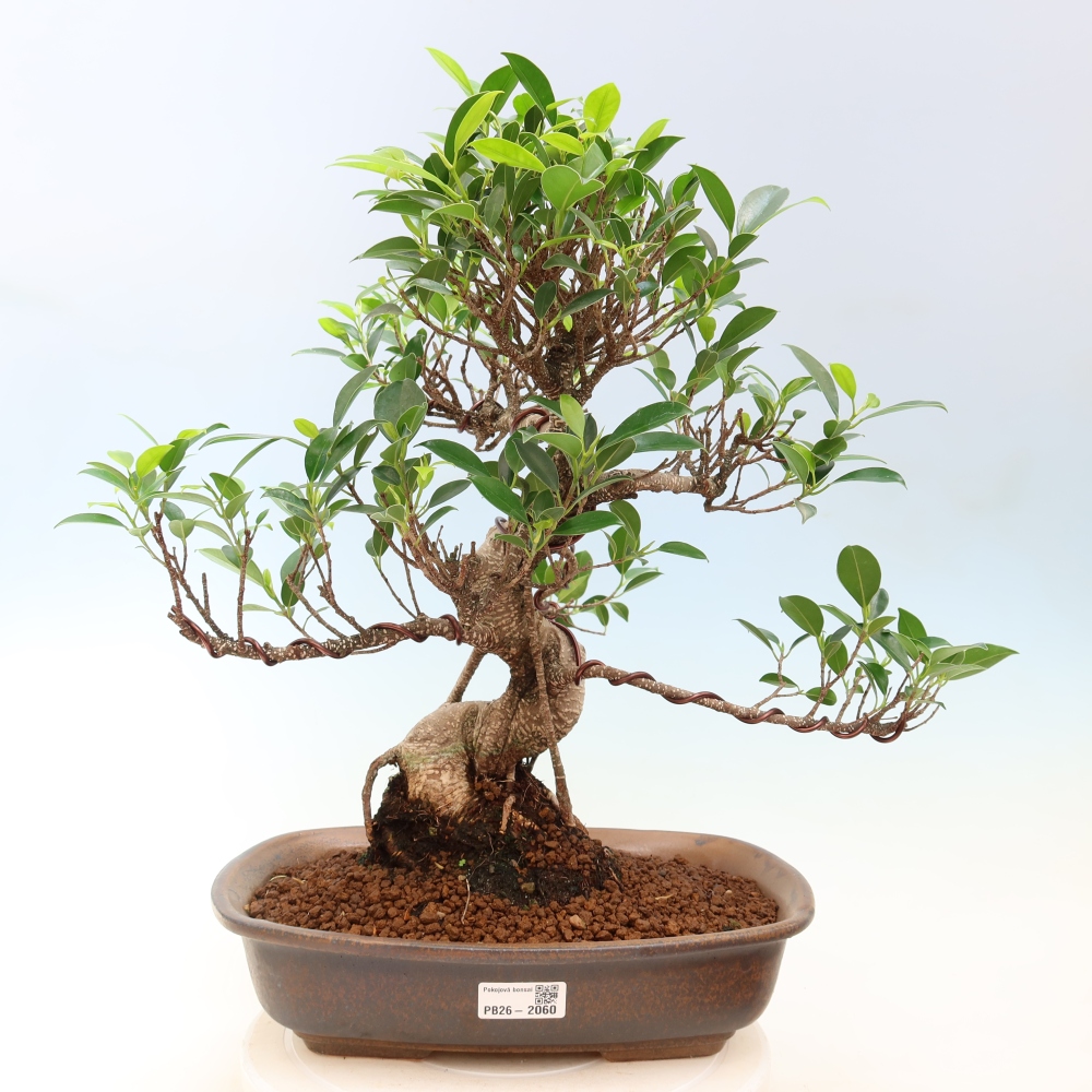 Izbové bonsaje - Ficus kimmen - drobnolistý fikus
