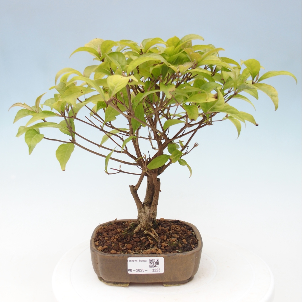 Vonkajšia bonsai - krásnoplodka - Callicarpa jap. Leucocarpa