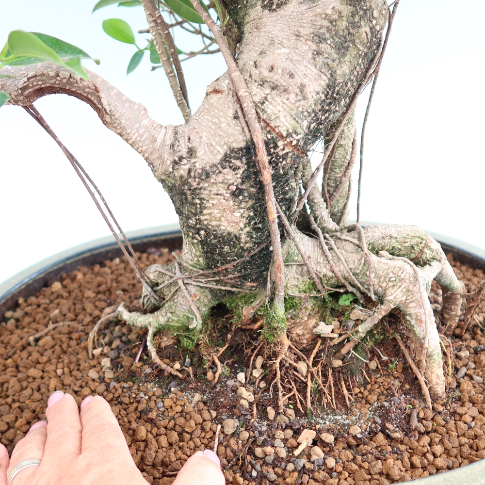 Izbové bonsaje - Ficus kimmen - drobnolistý fikus
