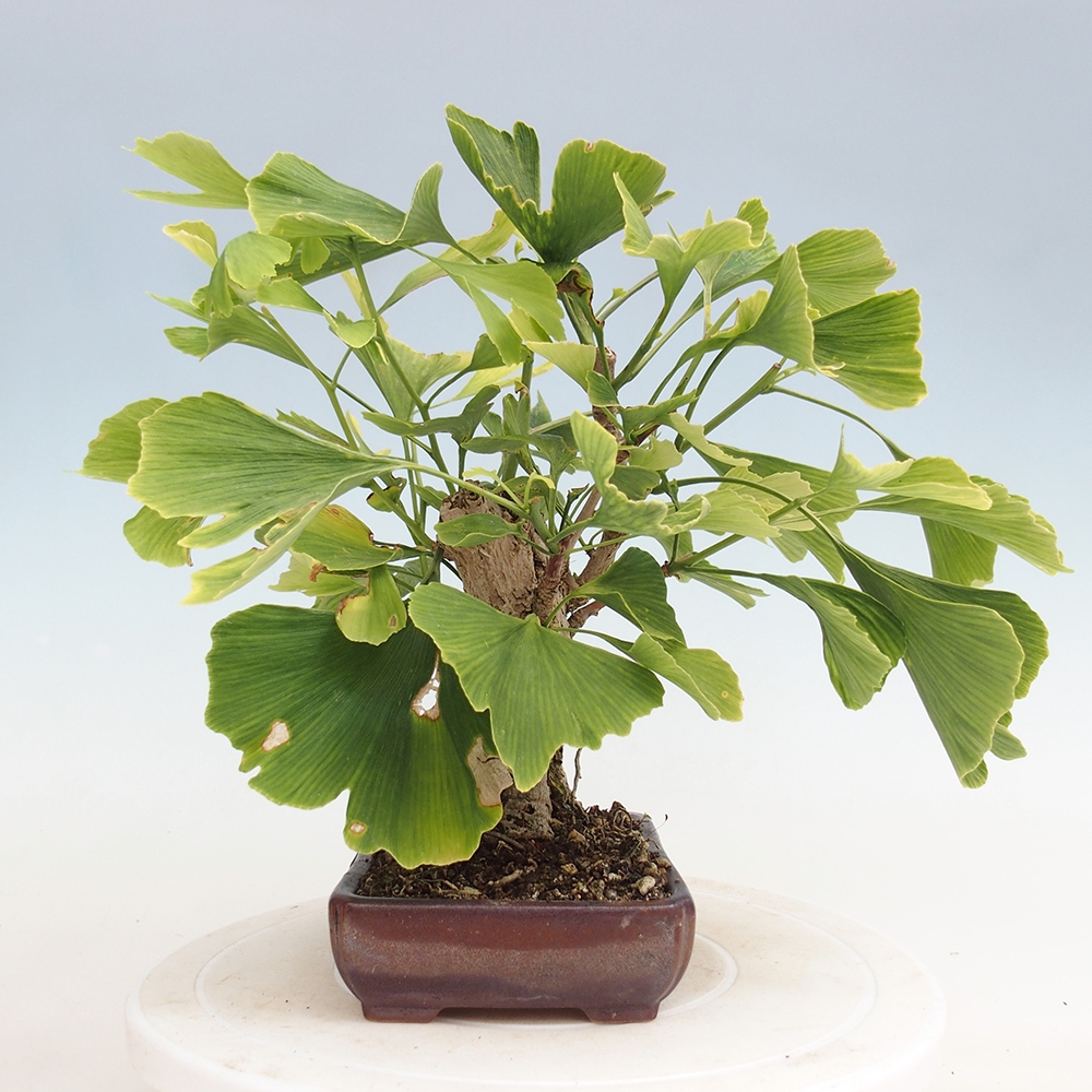Vonkajší bonsai - Jinan dvojlaločný - Ginkgo biloba