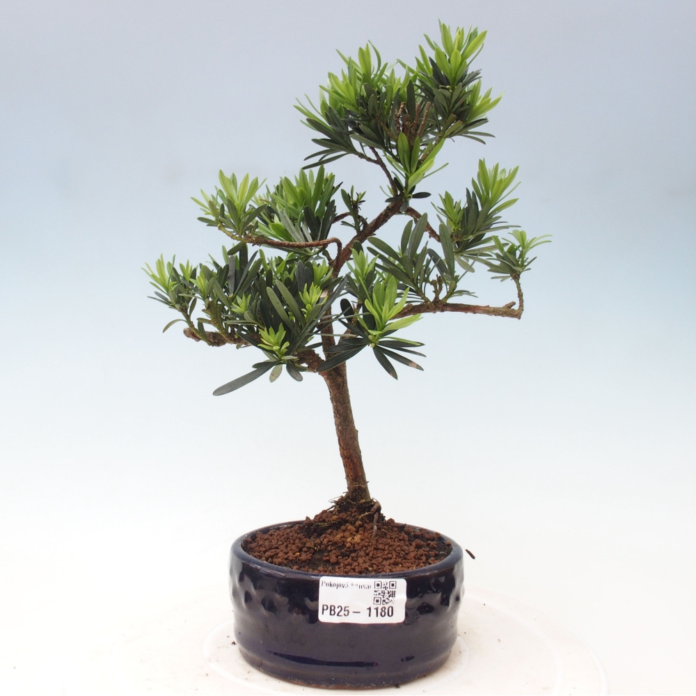 Izbová bonsai - Podocarpus - Kamenný tis