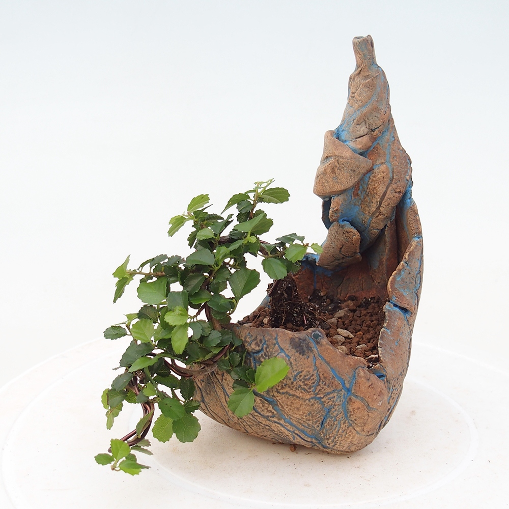 Izbový bonsaj - Grewia sp. - Grewia malafolia