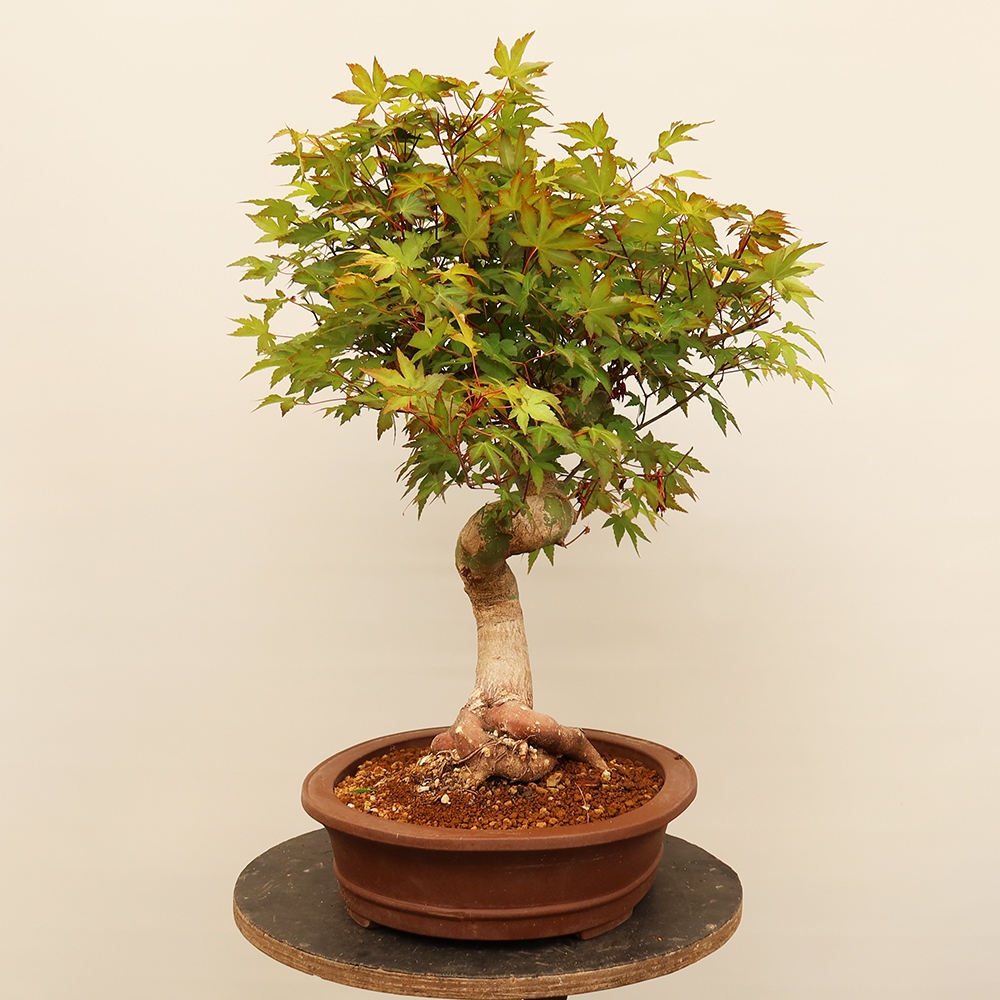 Vonkajšie bonsaje - Maple palmatum - Palmy