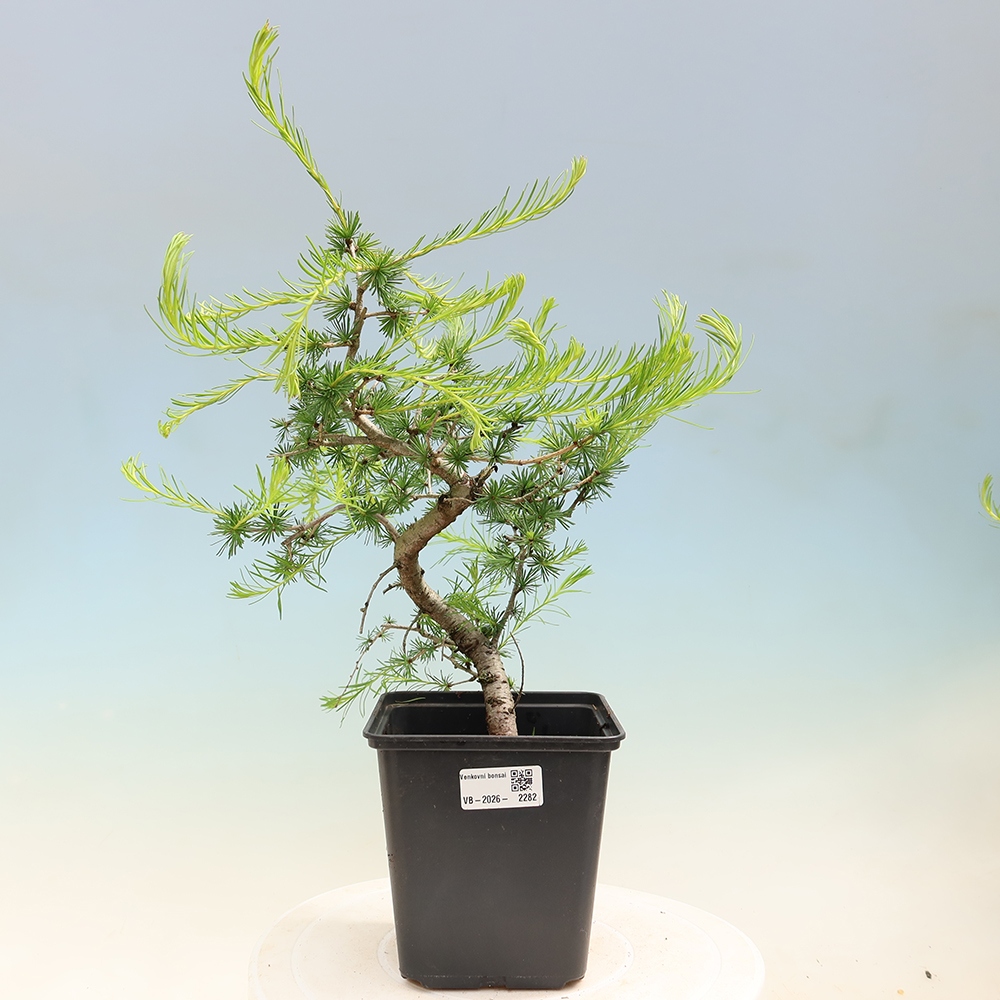 Vonkajšie bonsaje -Larix decidua - Smrekovec