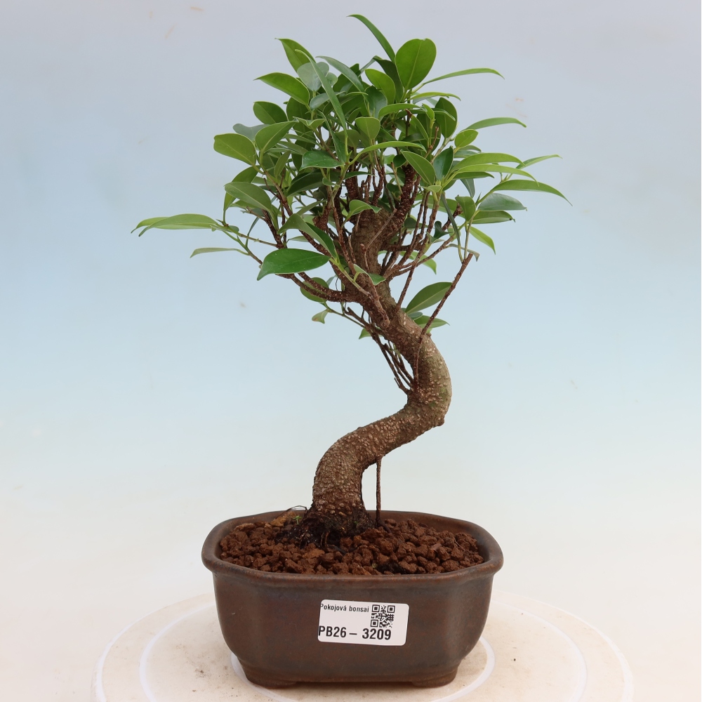 Izbové bonsaje - Ficus kimmen - drobnolistý fikus