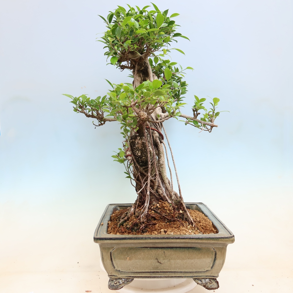 Izbové bonsaje - Ficus kimmen - drobnolistý fikus