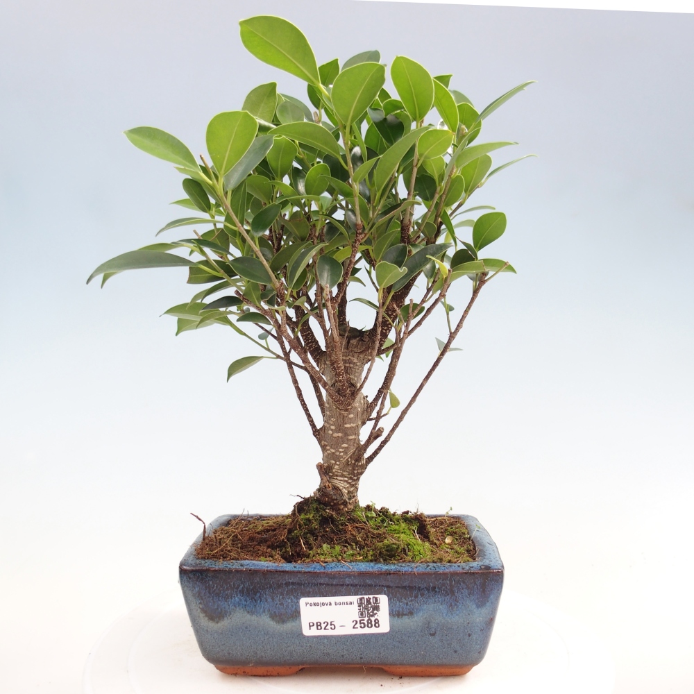 Izbová bonsai - Ficus retusa - malolistý fikus