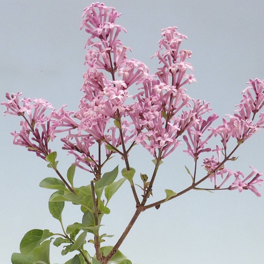 Vonkajší bonsaj - Syringa microphylla - drobnokvetý šeřík