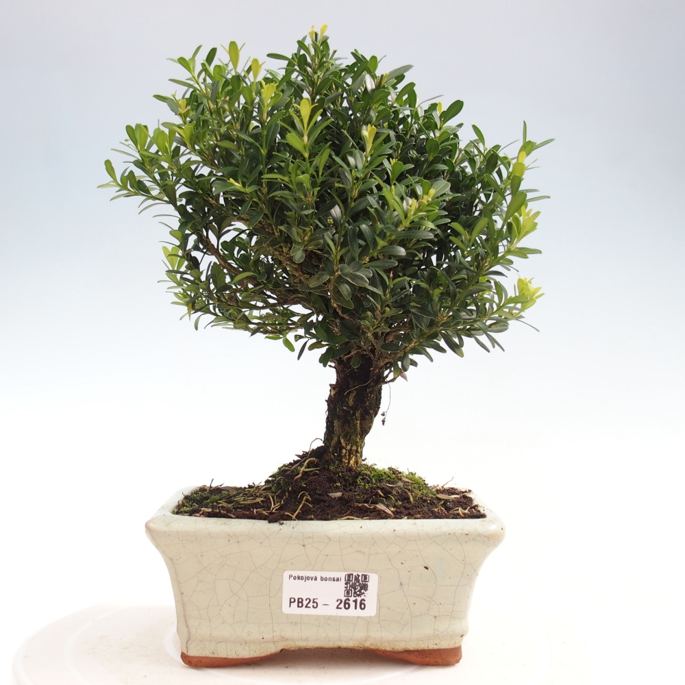 Izbová bonsai - Buxus harlandii -korkový buxus