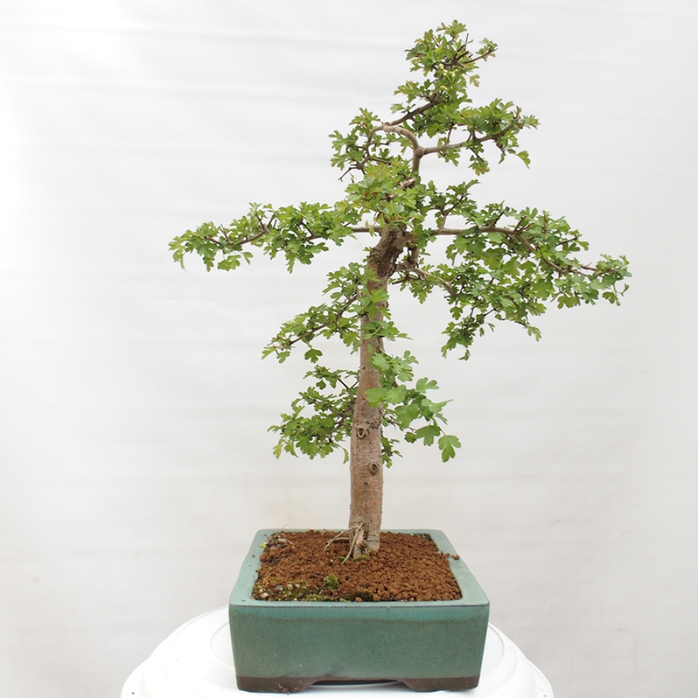 Vonkajší bonsai - Hloh - Crataegus monogyna
