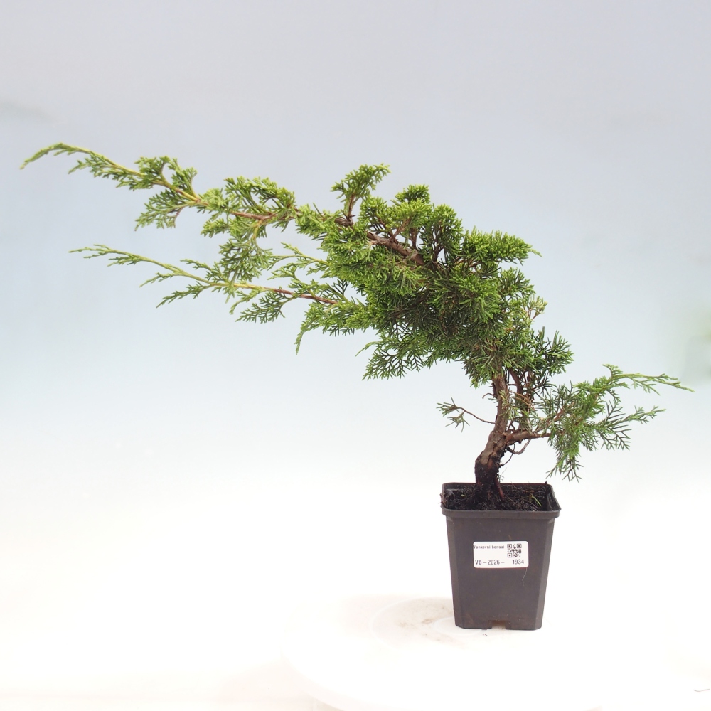 Vonkajší bonsaj - Juniperus chinensis Itoigawa