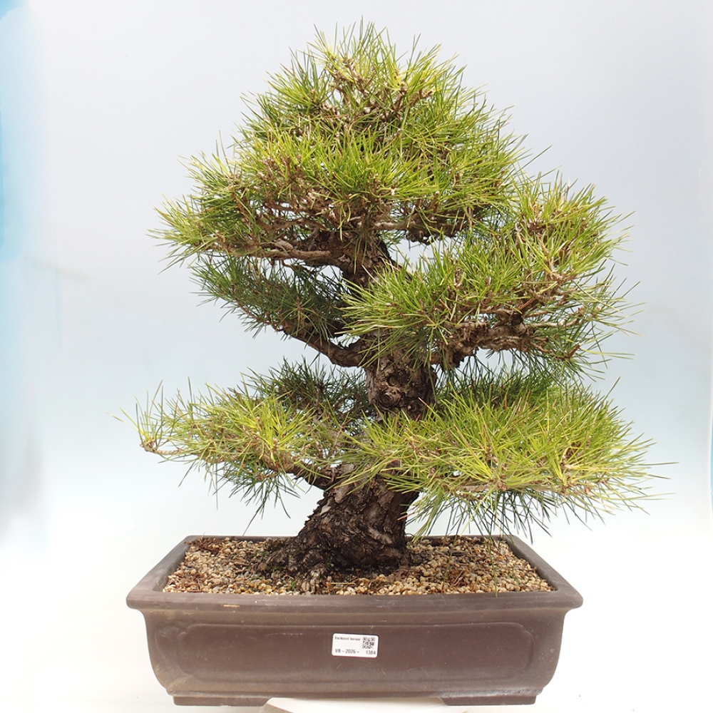 Vonkajšie bonsaje - Pinus thunbergii - borovica Thunbergova