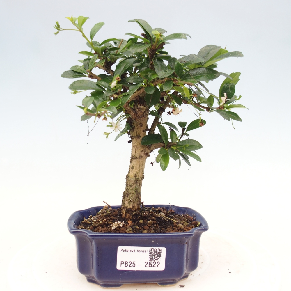 Izbová bonsai - Carmona macrophylla - Čaj fuki