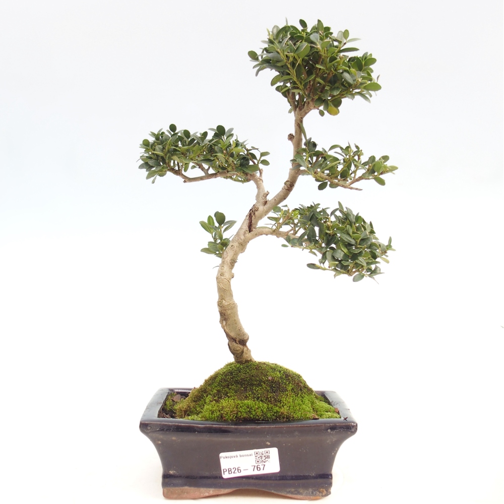 Izbová bonsai - Ilex crenata - Cezmína