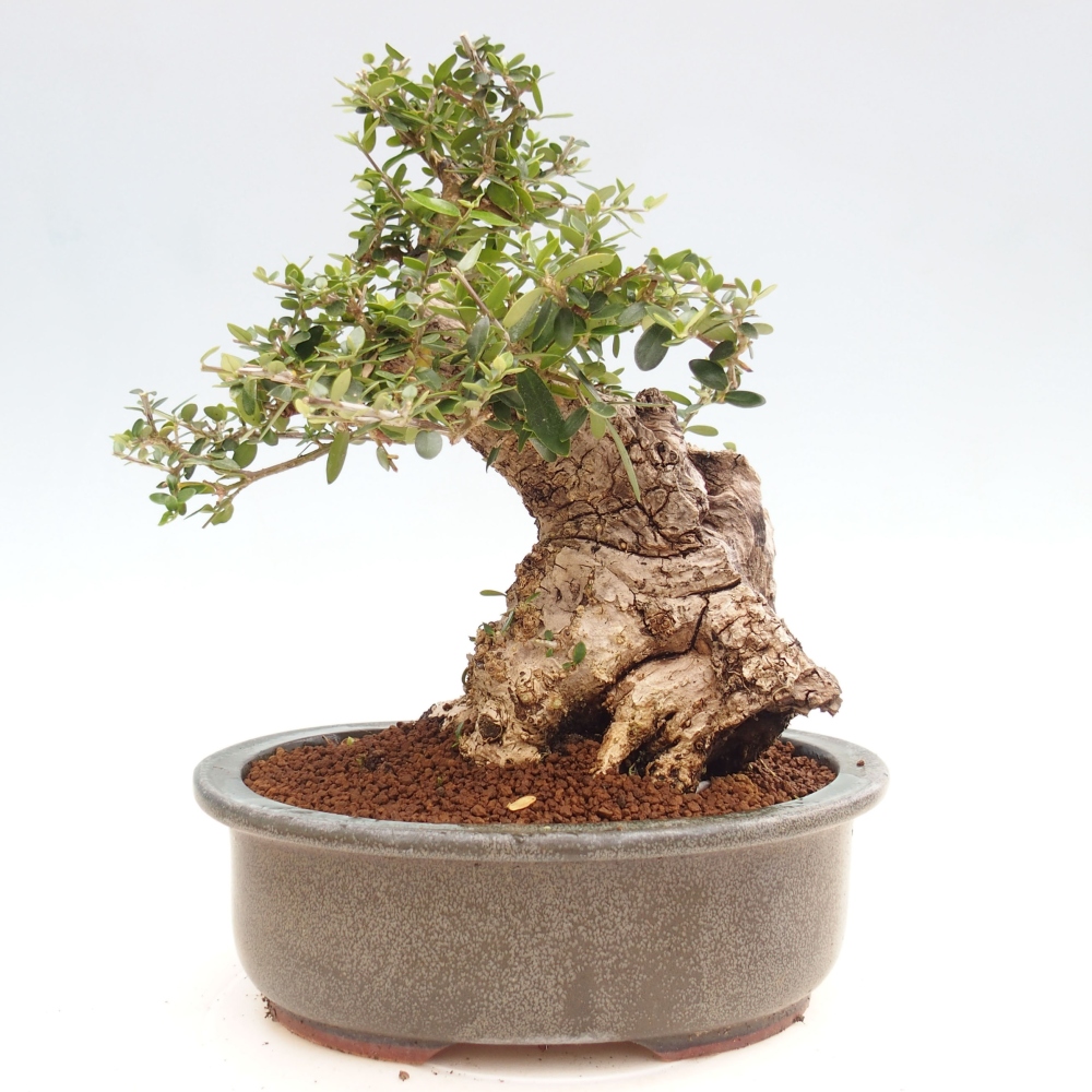 Izbová bonsai - Olea europaea sylvestris -Oliva evropská drobnolistá