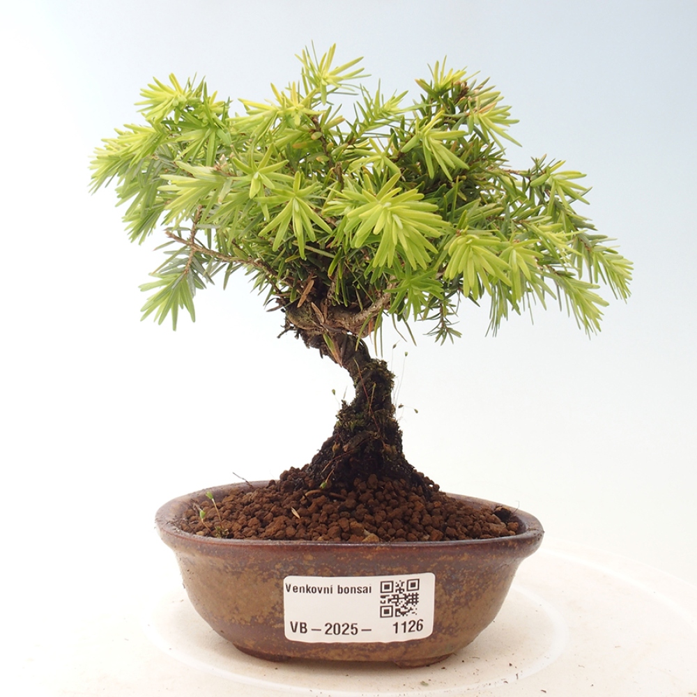 Vonkajší bonsai - Tsuga canadensis - Jedľovec
