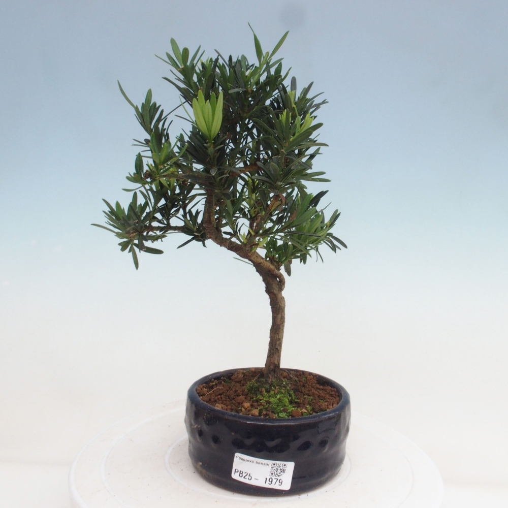 Izbová bonsai - Podocarpus - Kamenný tis