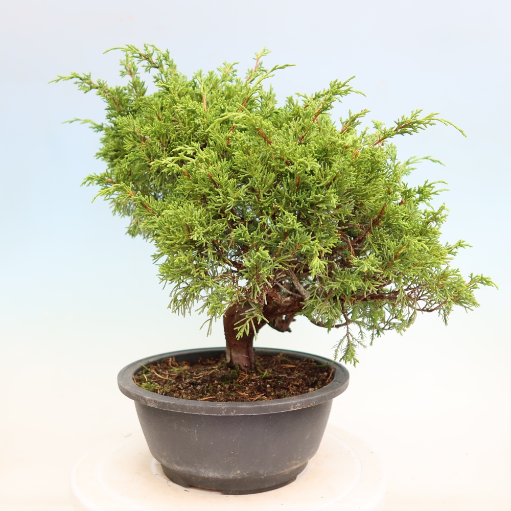 Vonkajší bonsai – Juniperus chinensis Itoigawa – čínsky jalovec