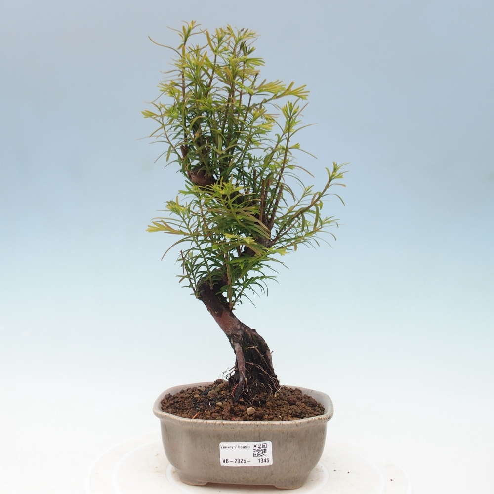 Vonkajšie bonsai - Metasequoia glyptostroboides - Metasekvoja Čínska