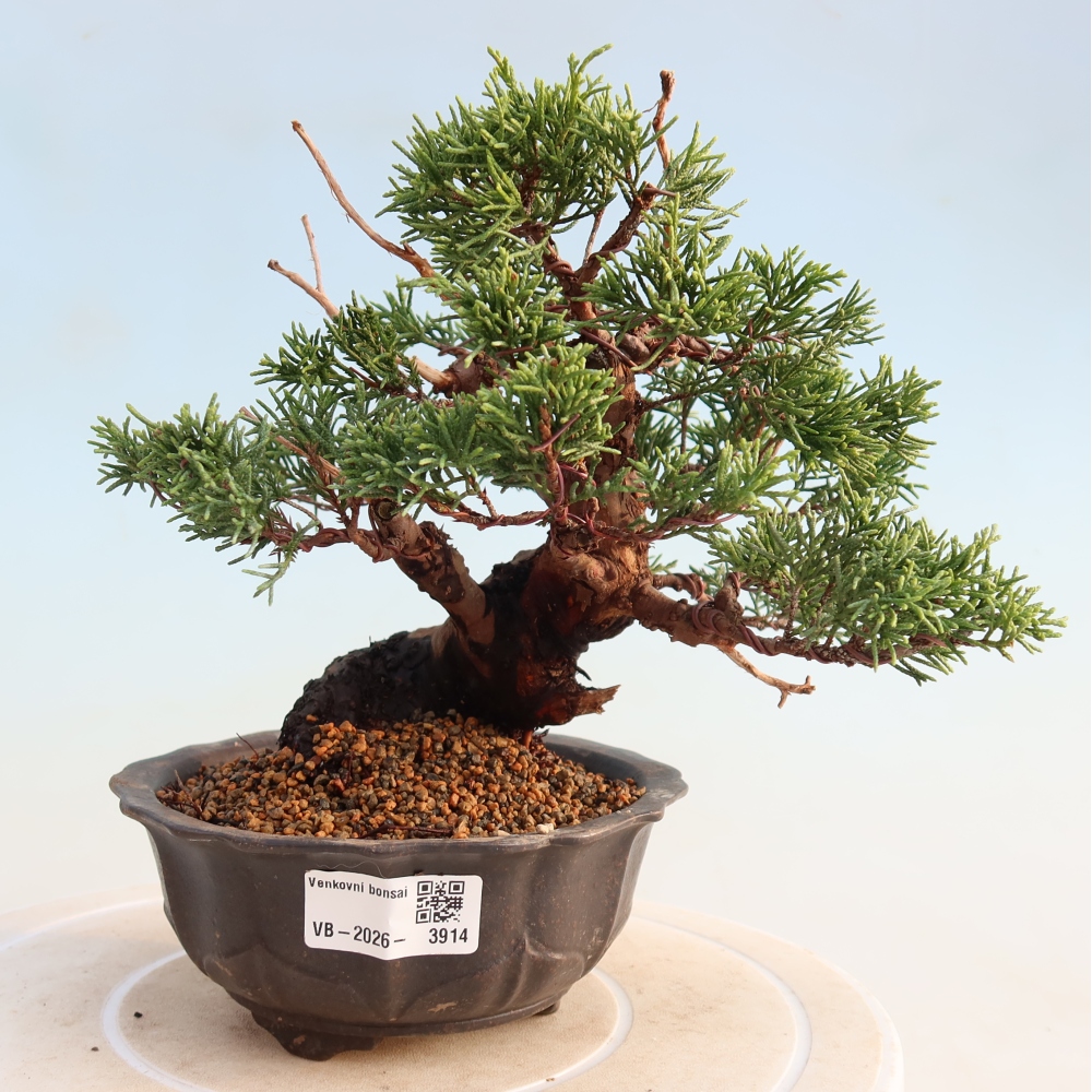 Vonkajší bonsai - Juniperus chinensis Itoigawa -Jalovec čínsky
