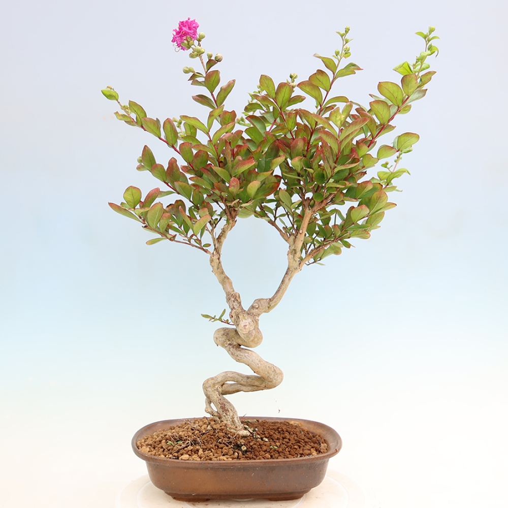 Izba bonsai – Lagerstroemia indica – indický orgován