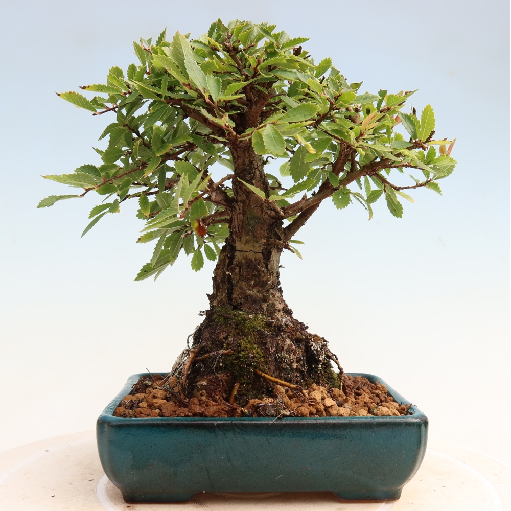 Vonkajšie bonsaje - Zelkova - Zelkova NIRE