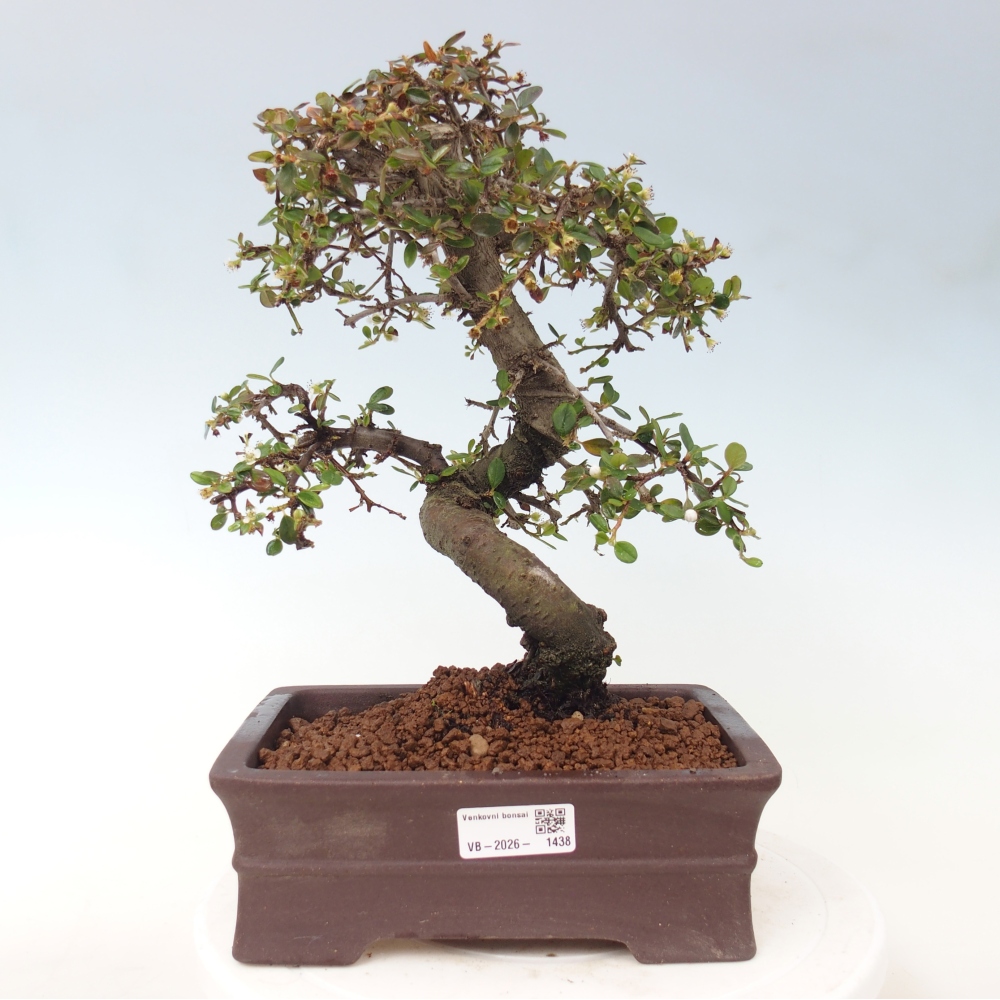 Vonkajší bonsaj-Cotoneaster dammeri - Damerova skala