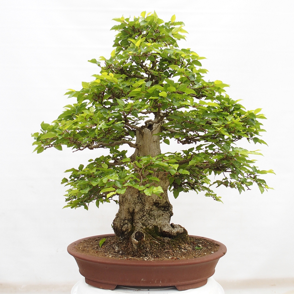 Vonkajší bonsai -Carpinus CARPINOIDES - Hrab kórejský
