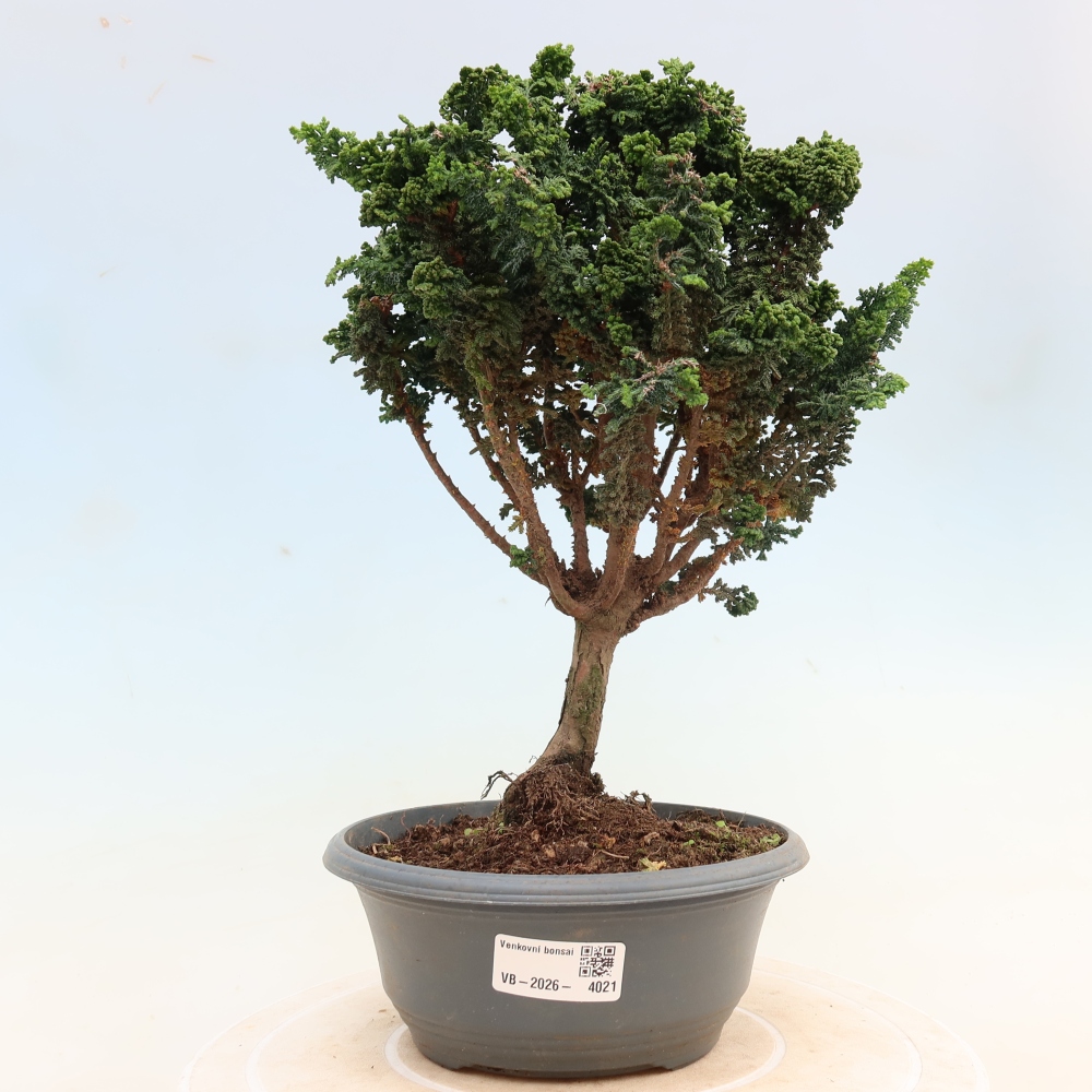 Vonkajší bonsaj - Cham. obtusa SEKKA HINOKI - Cypruštek