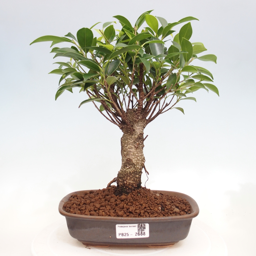 Izbová bonsai - Ficus retusa - malolistá fikus