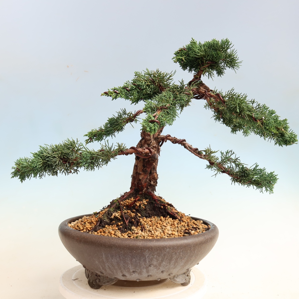 Vonkajší bonsaj - Juniperus chinensis Kishu