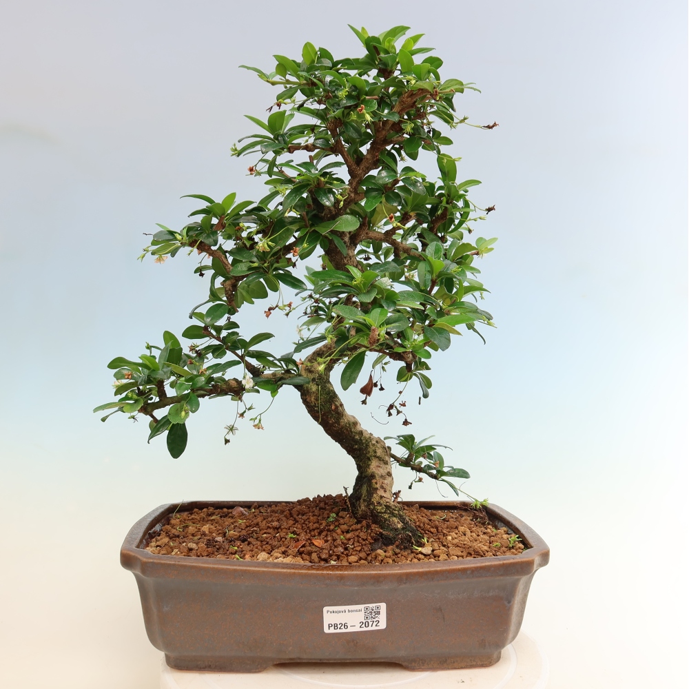 Izbové bonsaje - Carmona macrophylla - Tea fuki
