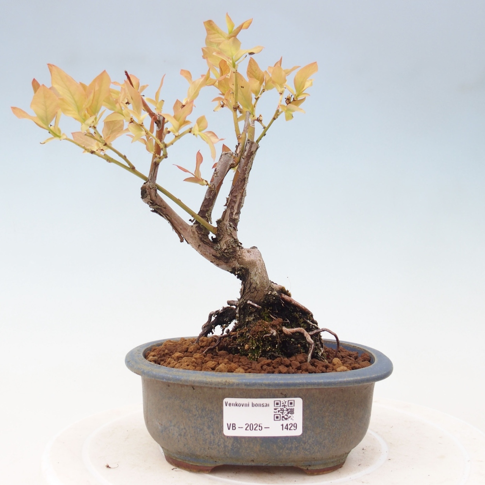 Vonkajšie bonsai - kanadská čučoriedka - Vaccinium corymbosum