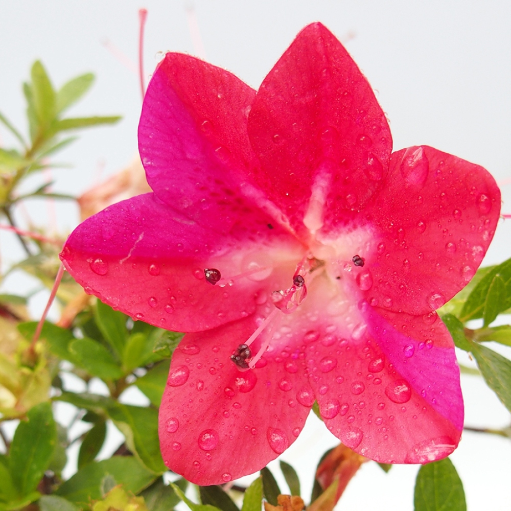 Vonkajší bonsai - Japonská azalka - Azalea Rin