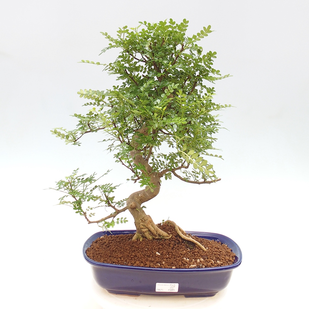 Izbová bonsai - Zantoxylum piperitum - korenistý