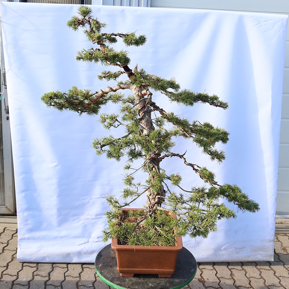 Pinus sylvestris Španielsko – borovica lesná