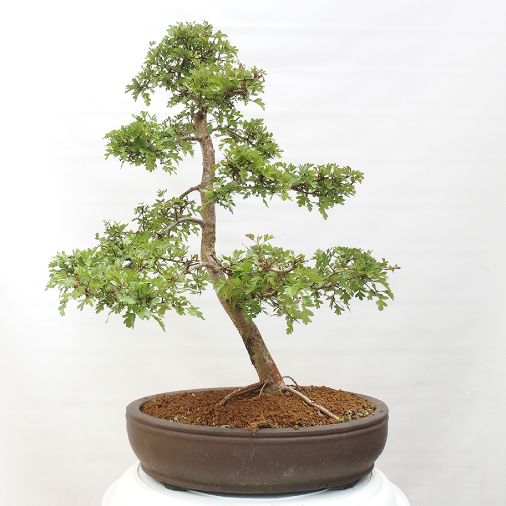 Vonkajší bonsai - Hloh - Crataegus monogyna