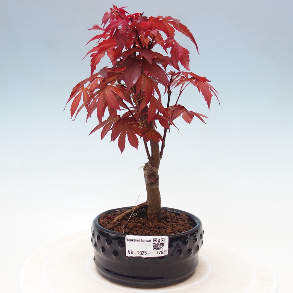 Vonkajší bonsai - Acer palm. Atropurpureum-Javor dlanitolistý