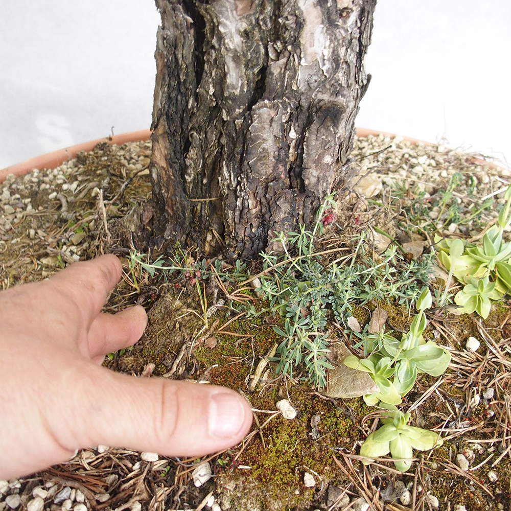 Yamadori - Pinus sylvestris 
