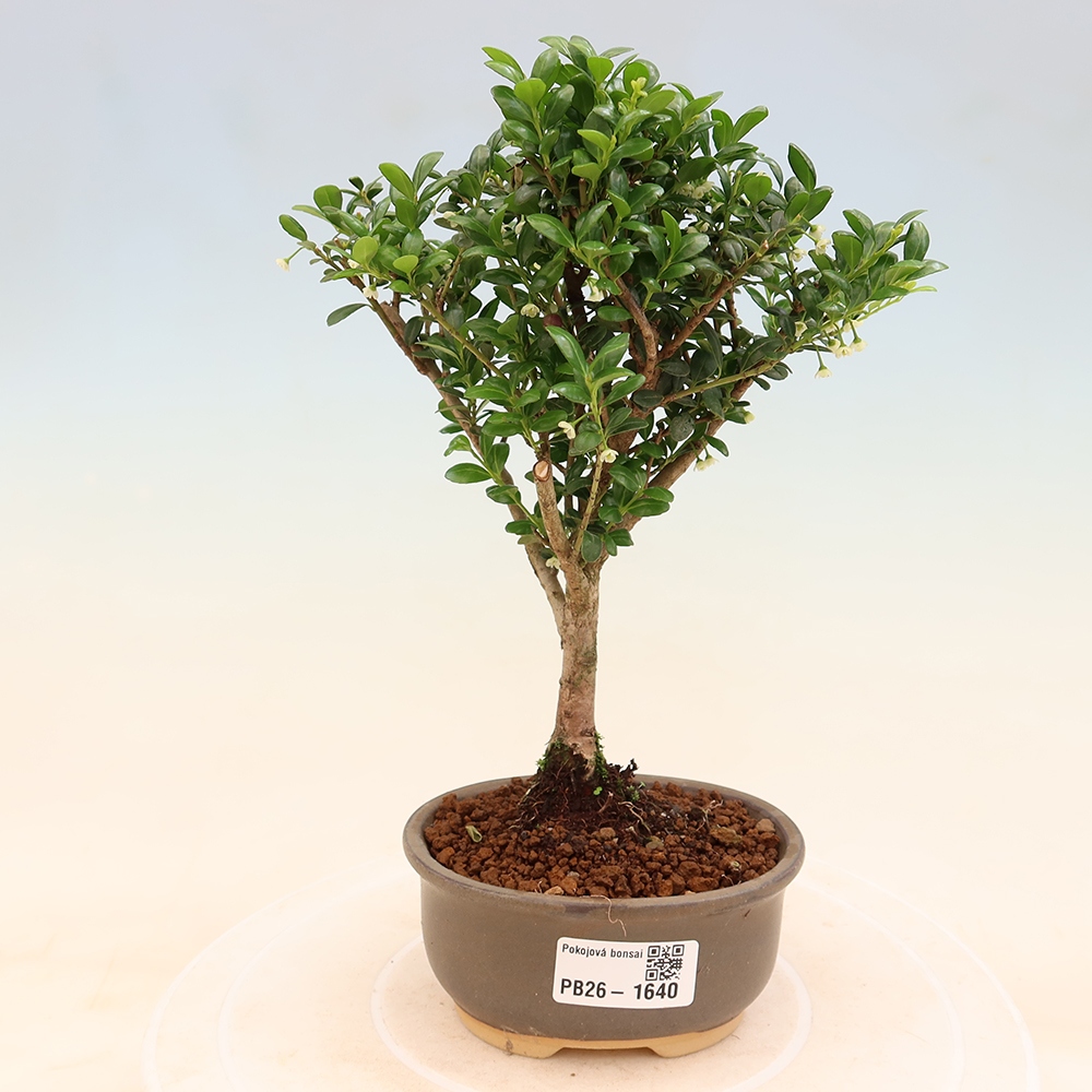 Izbový bonsaj - Ilex crenata - Cesmína