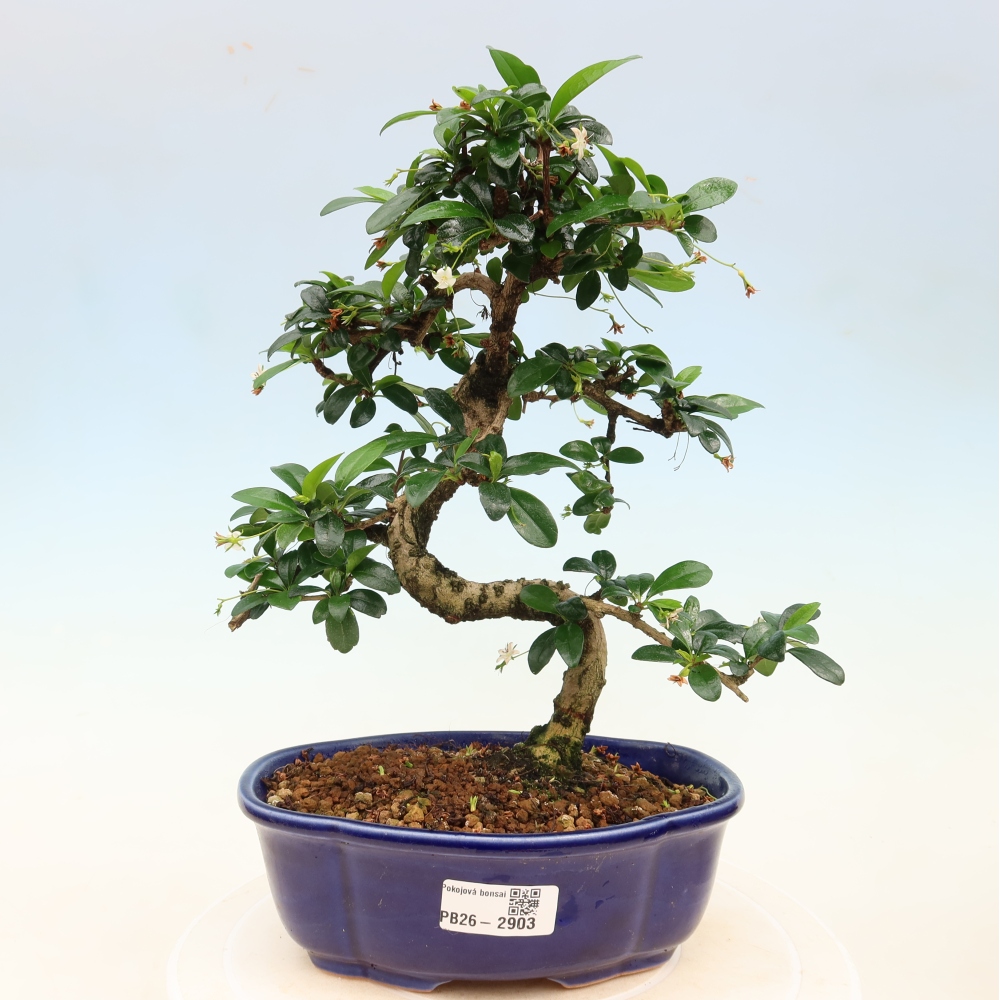 Izbové bonsaje - Carmona macrophylla - Tea fuki