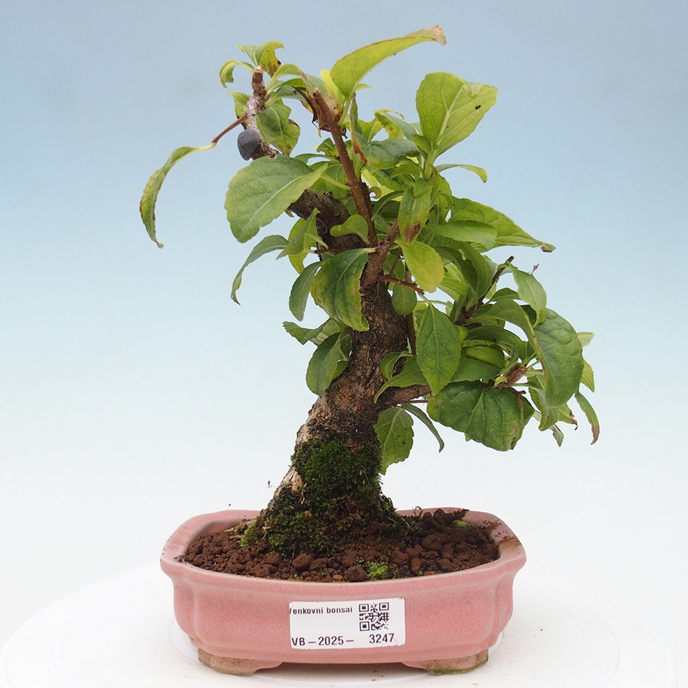Vonkajšie bonsai - Celastrus Jesenec