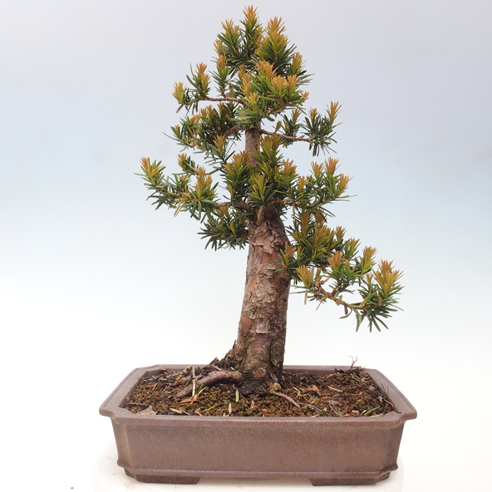 Vonkajší bonsai - Taxus cuspidata - Tis japonský