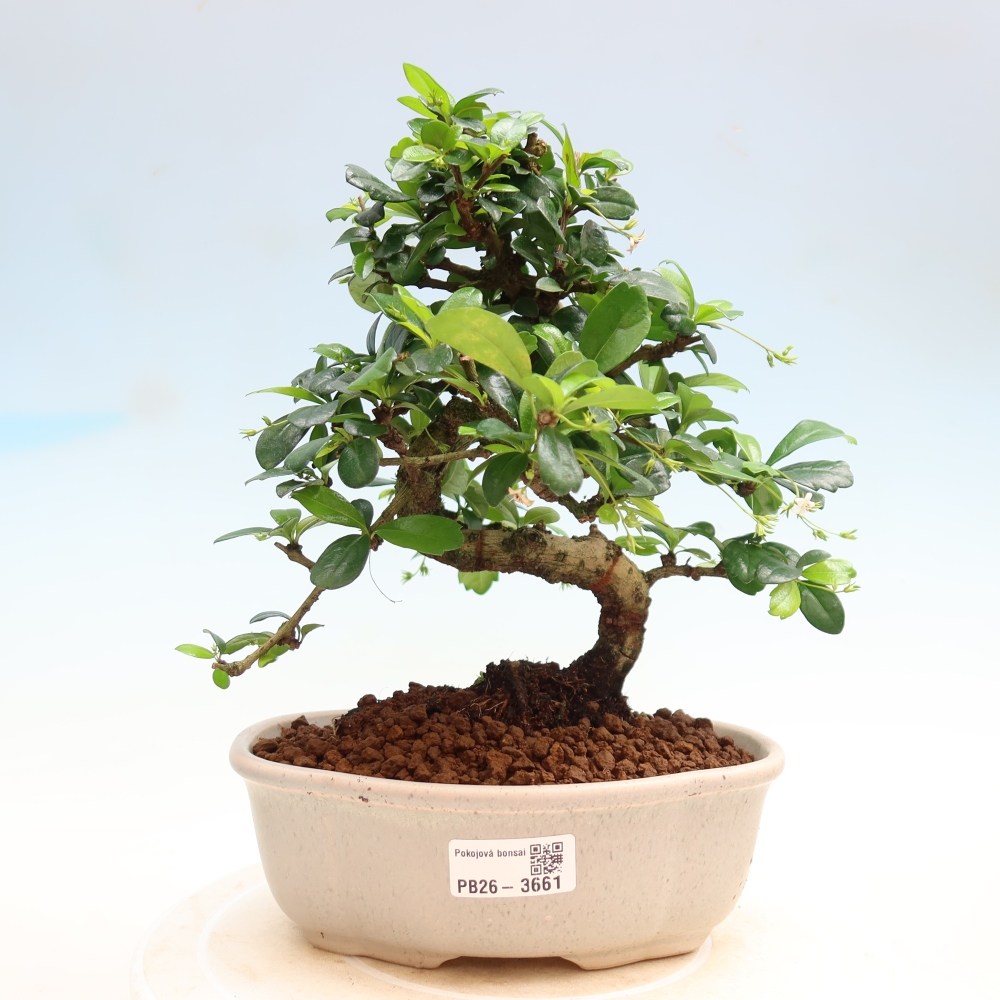 Izbové bonsaje - Carmona macrophylla - Tea fuki