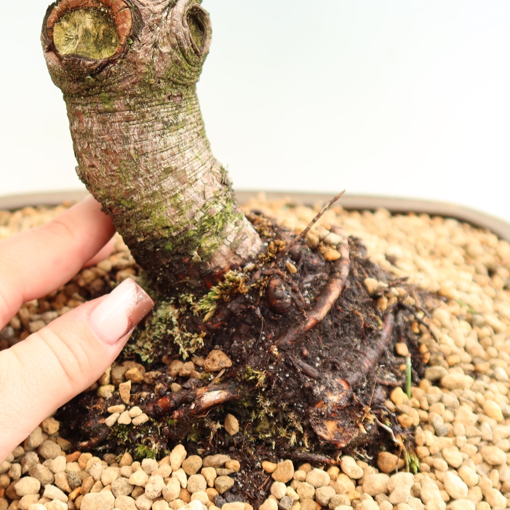 Vonkajšie bonsaje – Pinus mugo Humpy – borovica krivá