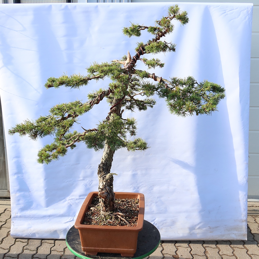 Pinus sylvestris Španielsko – borovica lesná