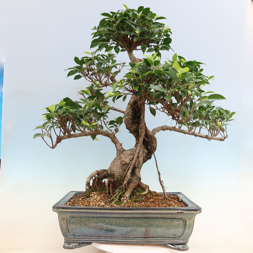 Izbové bonsaje - Ficus kimmen - drobnolistý fikus