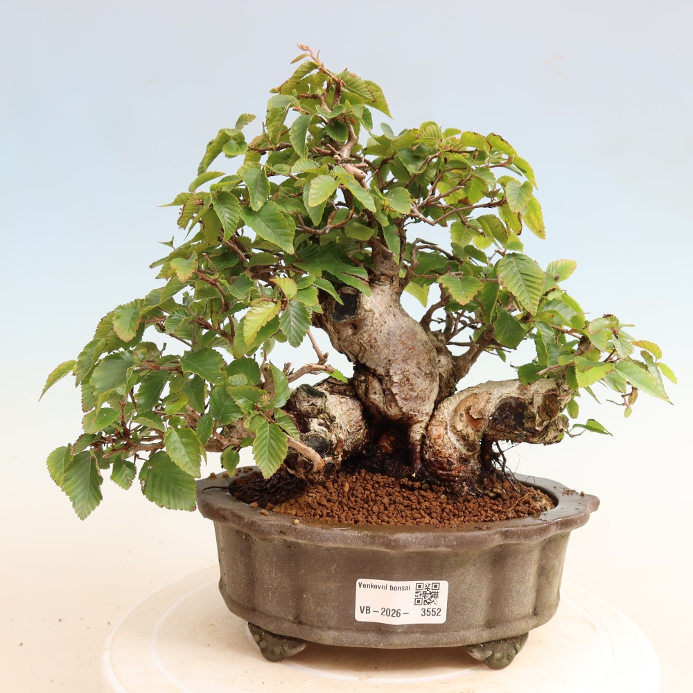 Vonkajšie bonsaje -Carpinus CARPINOIDES - Hrab kórejský